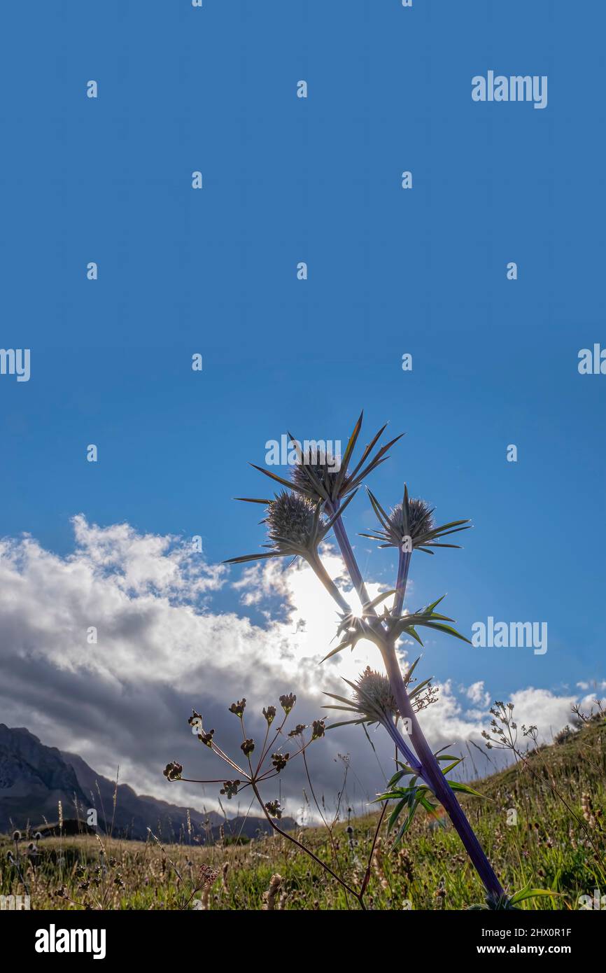 Retroilluminazione di un cardo di montagna o di un cardo blu, con montagne rocciose fuori fuoco sullo sfondo, Eryngium borgatii, Magdalen cardo, bluastro Foto Stock