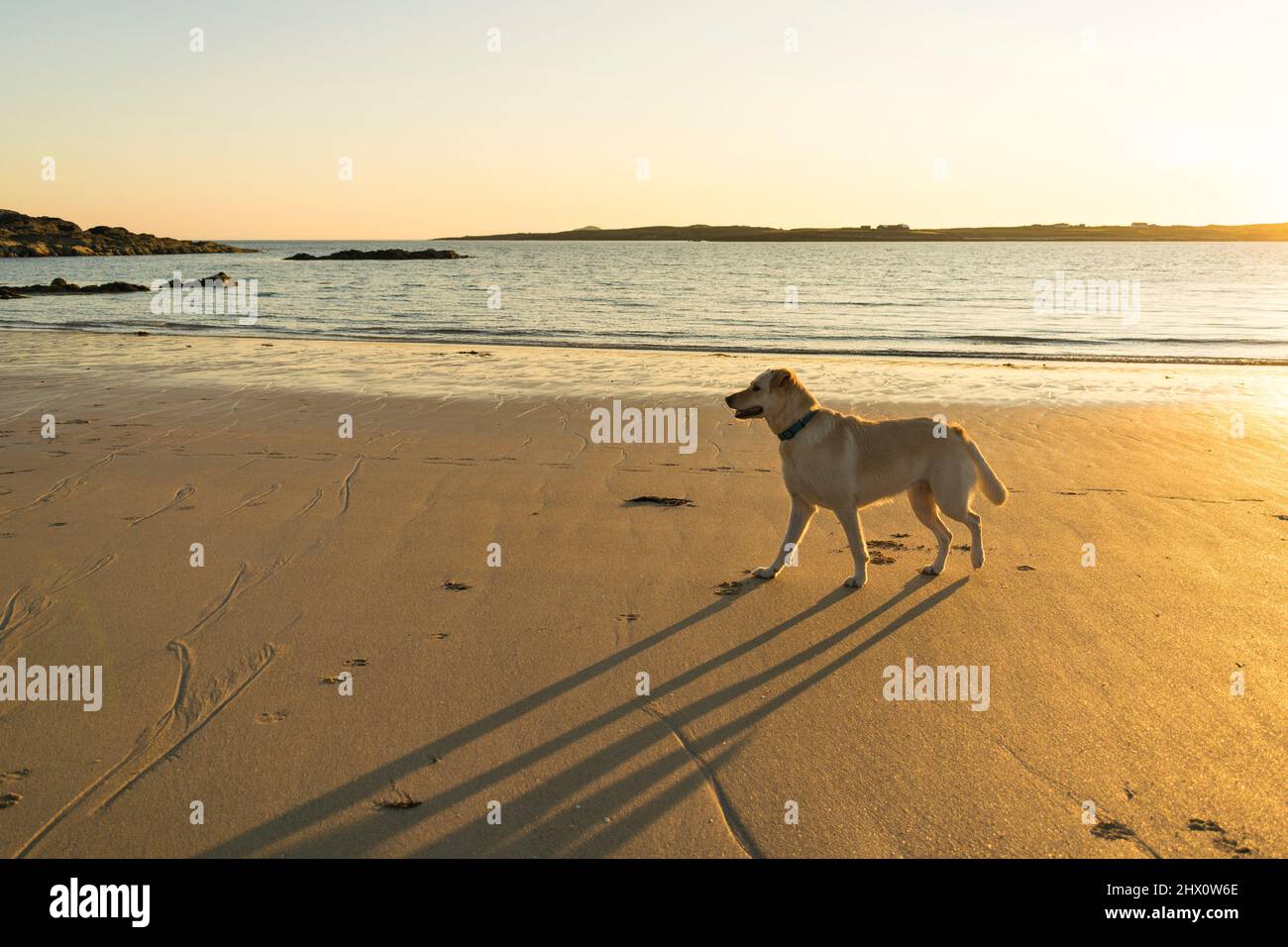 Labrador su una spiaggia di Donegal Foto Stock