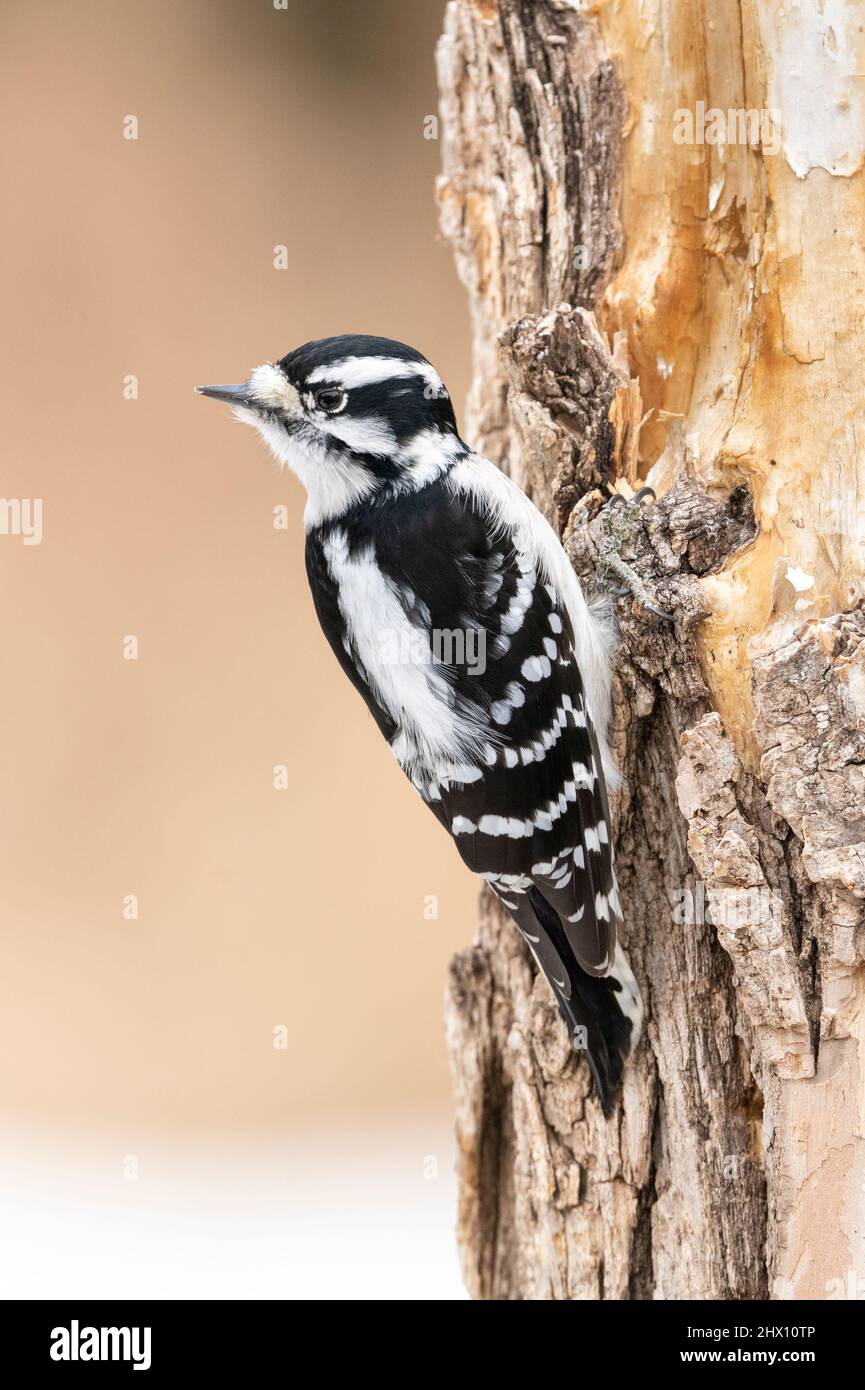Downy Woodpecker, femmina, foraging per legno su albero, Inverno, e N America, di Dominique Braud/Dembinsky Photo Assoc Foto Stock