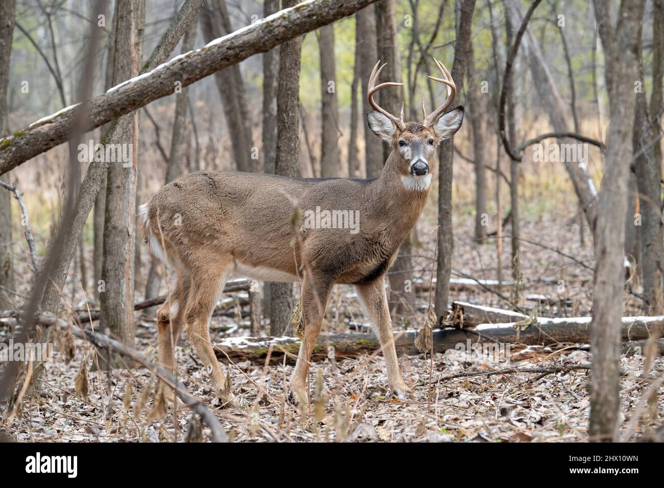 Cervi dalla coda bianca (Odocoileus virginianus), coppa buck, Autunno, E. Nord America, di Dominique Braud/Dembinsky Photo Assoc Foto Stock