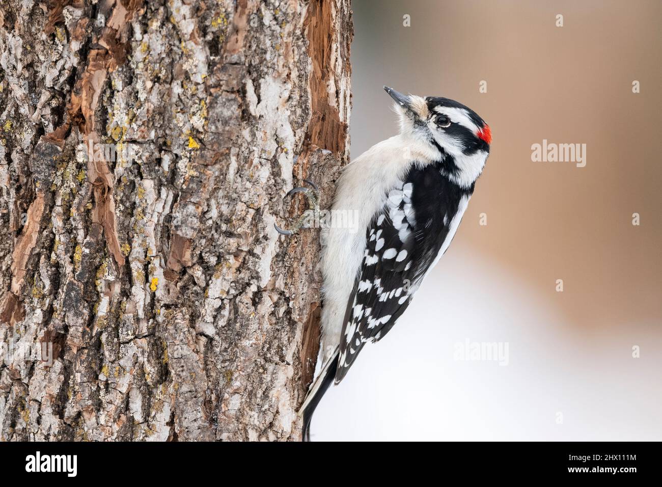 Downy Woodpecker foraging per legno su albero, Inverno, e N America, di Dominique Braud/Dembinsky Photo Asoc Foto Stock