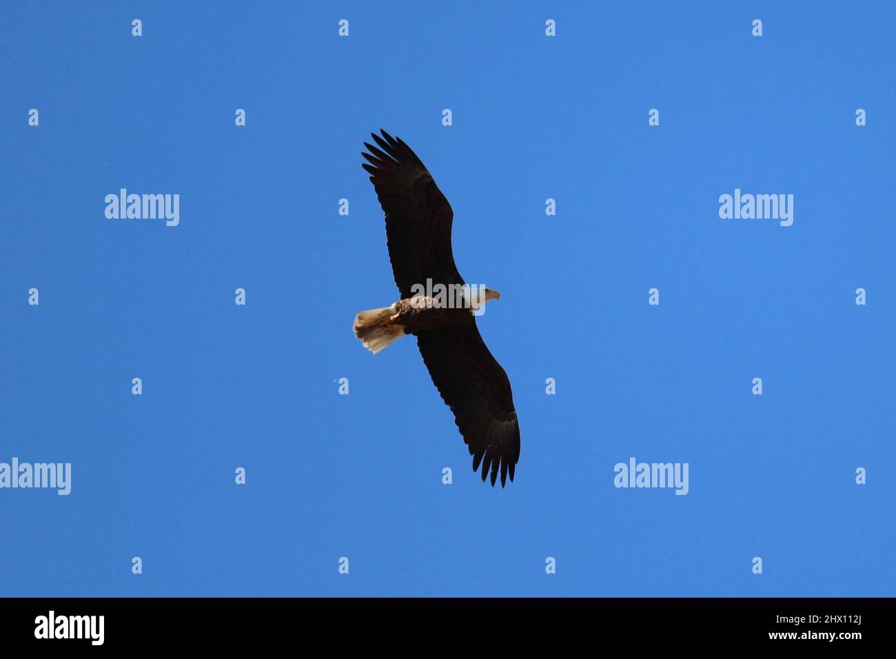 Bald Eagle o Haliaeetus leucocephalus volare contro il cielo blu al parco Green Valley a Payson, Arizona. Foto Stock