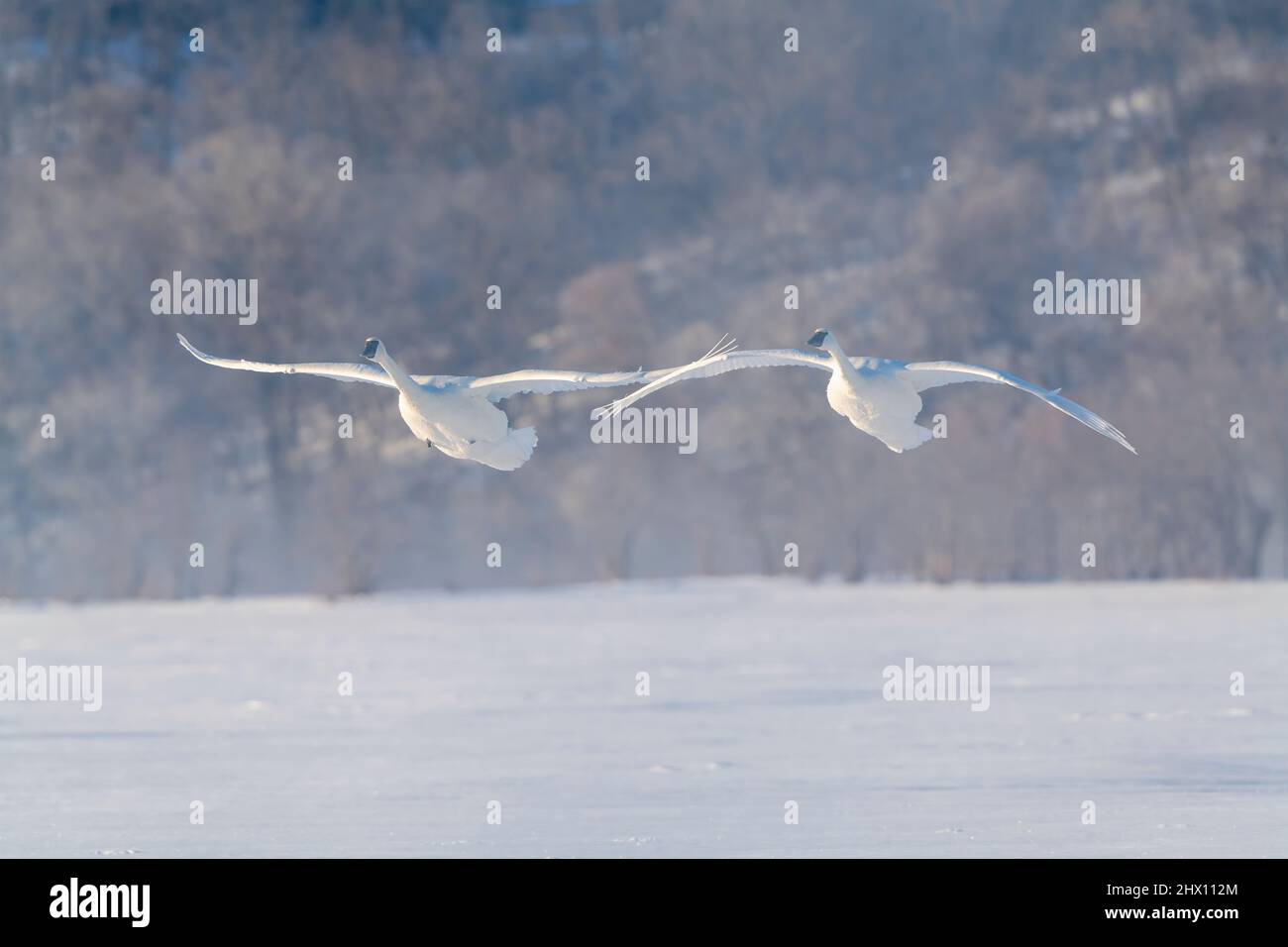 Cigni trombettieri (Cygnus buccinator) che volano, sbarco sul fiume St Croix, inverno, WI, USA, di Dominique Braud/Dembinsky Photo Assoc Foto Stock