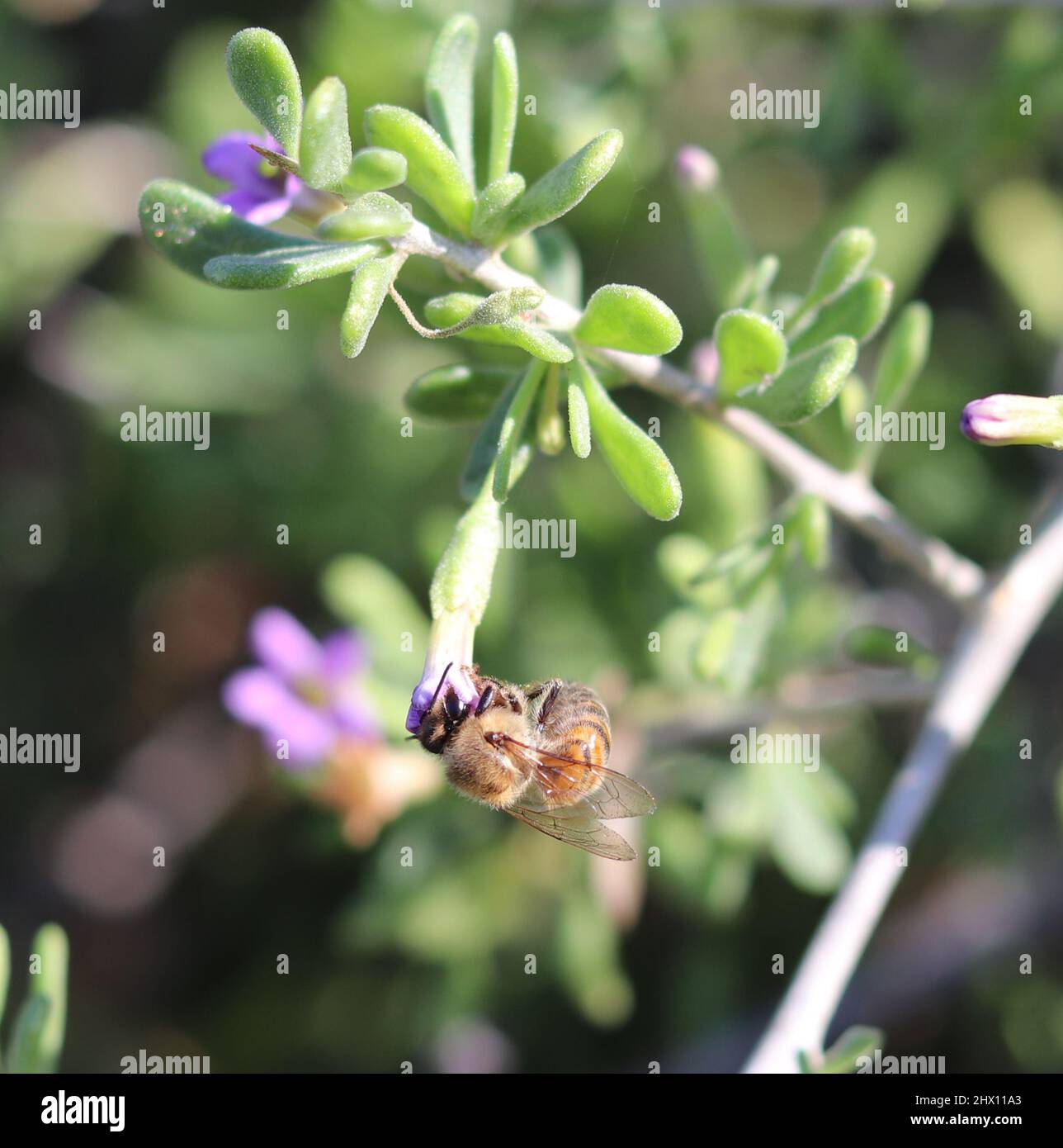 Miele o API mellifera che si nutrono sulla spina del deserto di Anderson o fiore di wolfberry al ranch d'acqua Ripariano in Arizona. Foto Stock