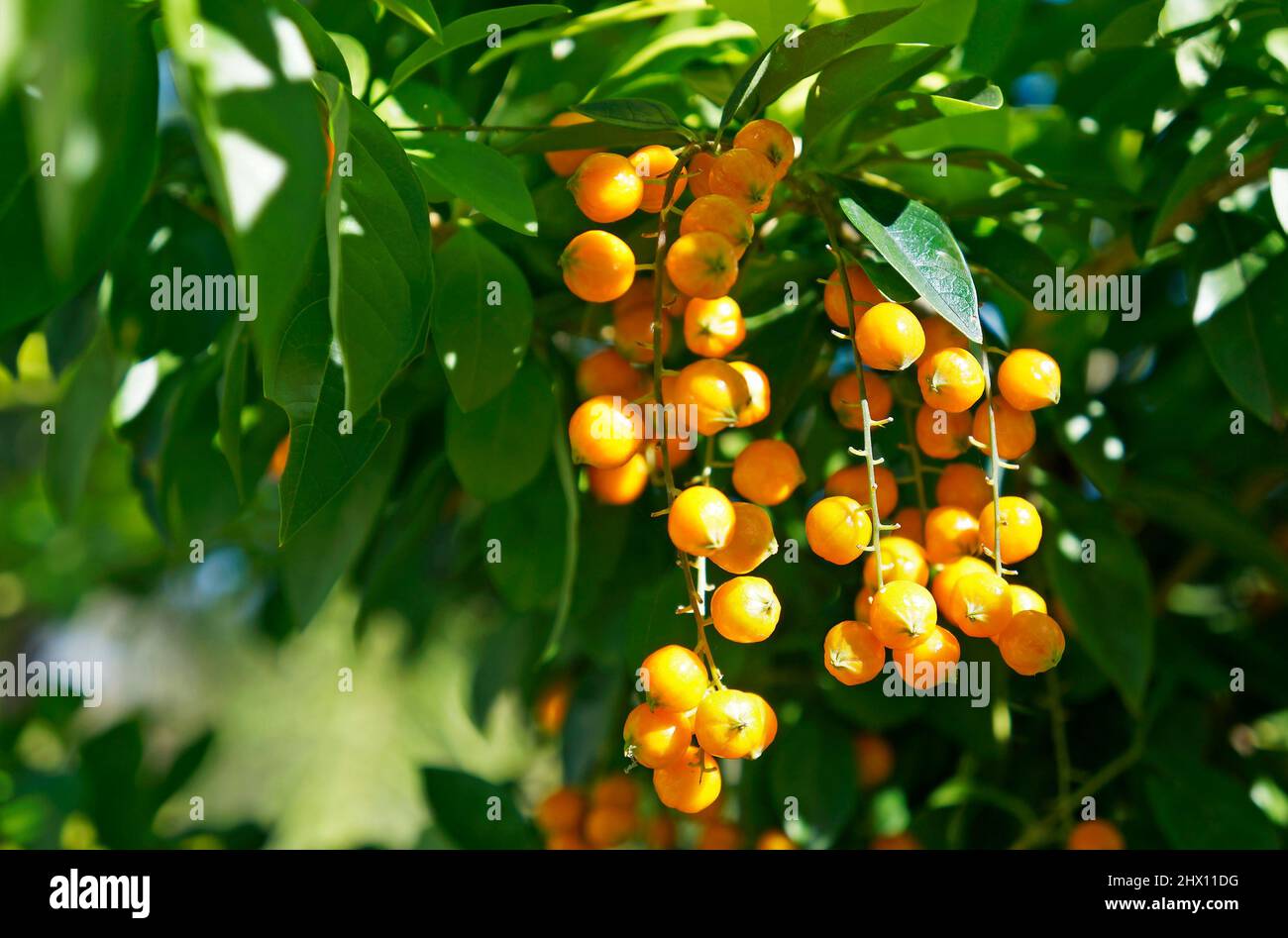 Golden Dewdrop Fruits (Duranta repens) Foto Stock