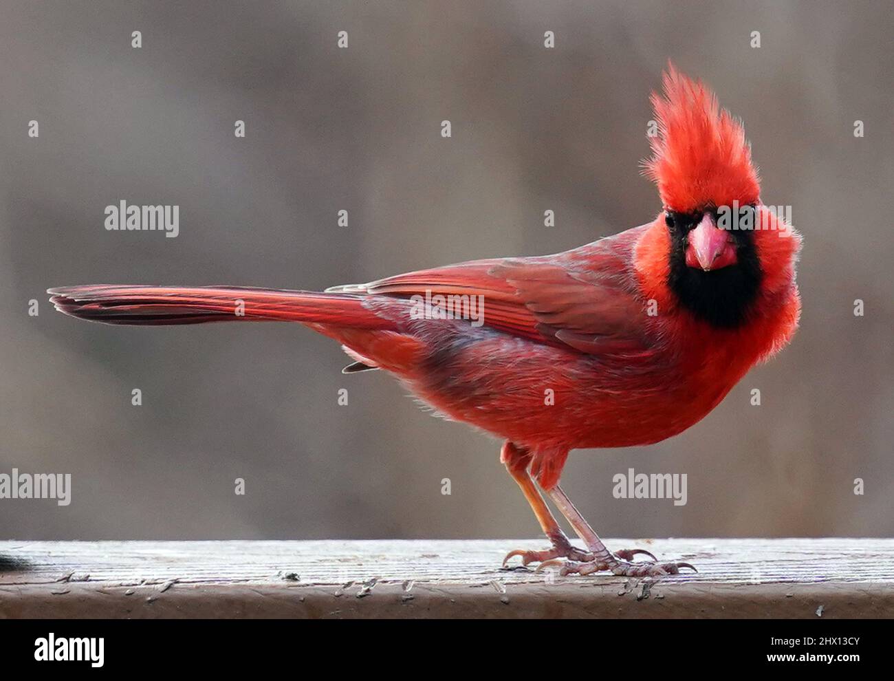 Maschio cardinale settentrionale sull'alimentatore di uccelli Foto Stock