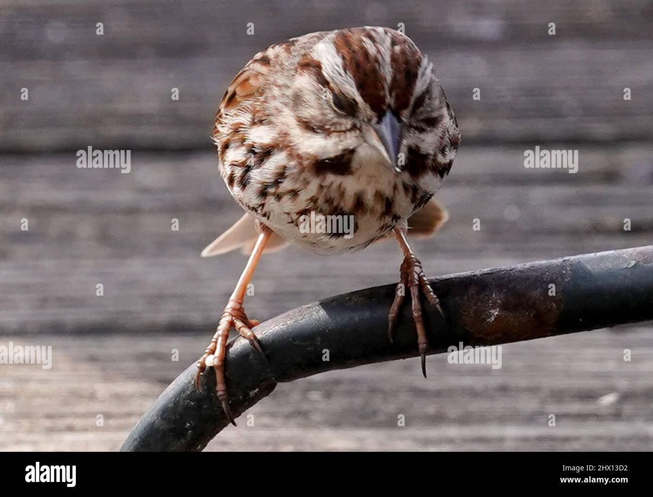 Piccolo Sparrow sul ponte giardino Foto Stock