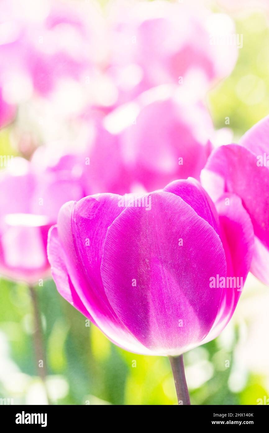 La molla i tulipani in fiore Foto Stock