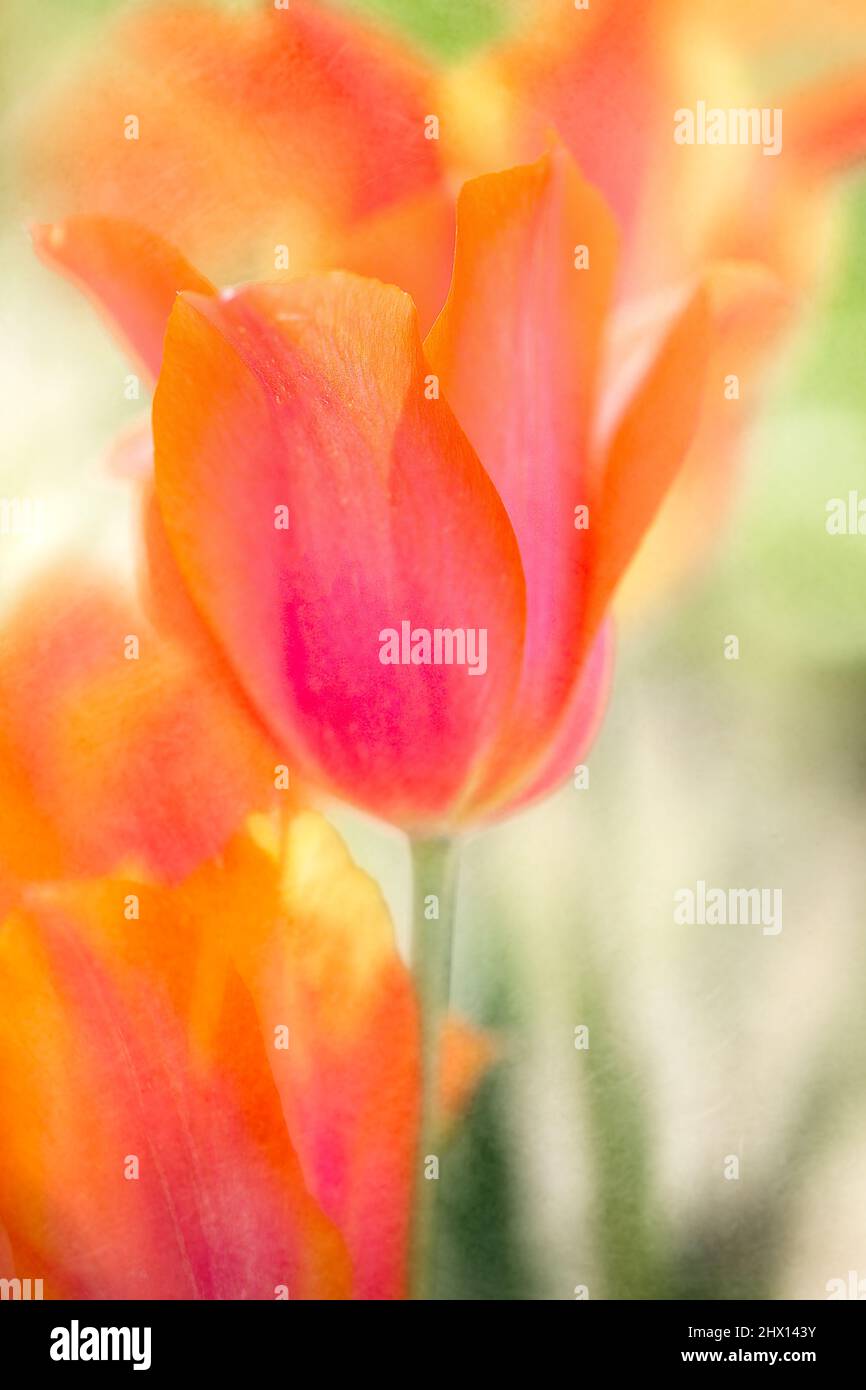 La molla i tulipani in fiore Foto Stock