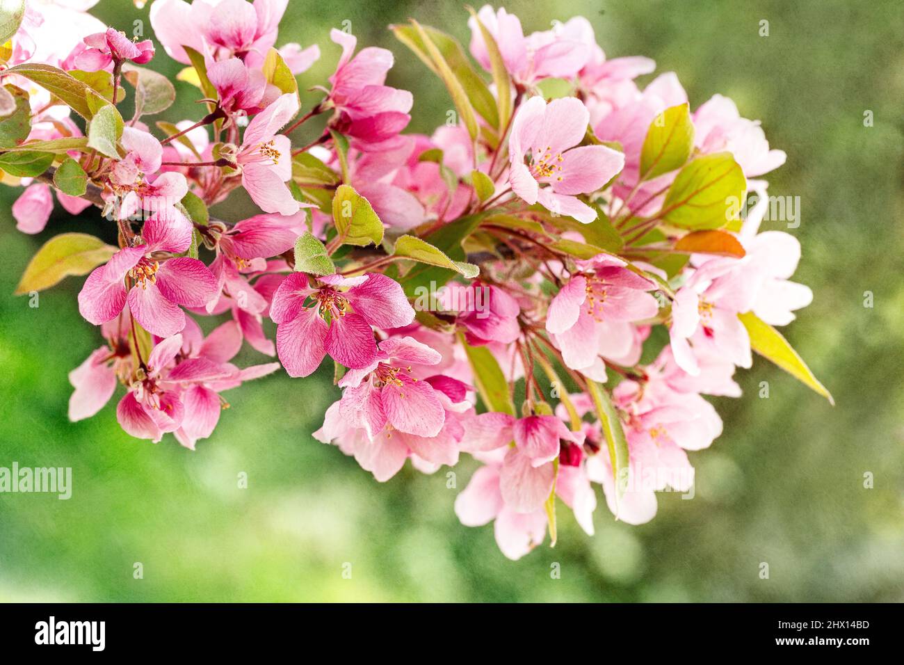 Fiori di primavera che sbocciano su un albero di Crabapple Foto Stock