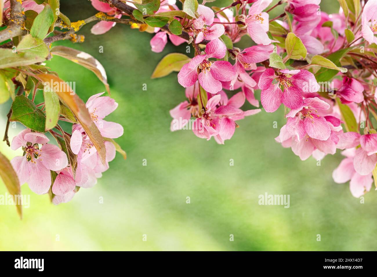 Fiori di primavera che sbocciano su un albero di Crabapple Foto Stock