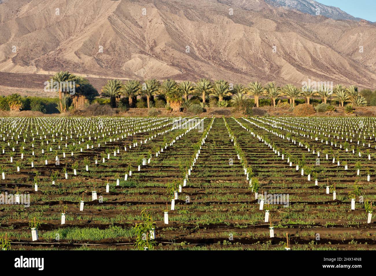 Frutteto di nettarine appena piantato 'Prunus persica var. Nucipersica', piantagione di palme di data sullo sfondo, luce del mattino presto, California. Foto Stock