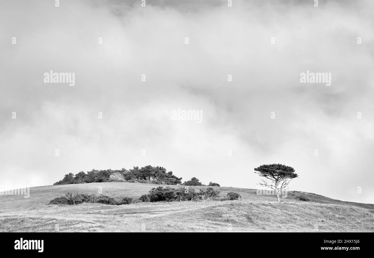 Albero e cespugli in cima alla collina Foto Stock