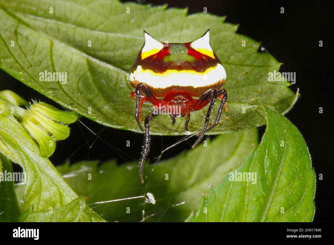Spider a due razze, Poecilopachys australasia. Femmina. Si tratta di un ragno australiano che tesse le orbe. Coffs Harbour, New South Wales, Australia Foto Stock