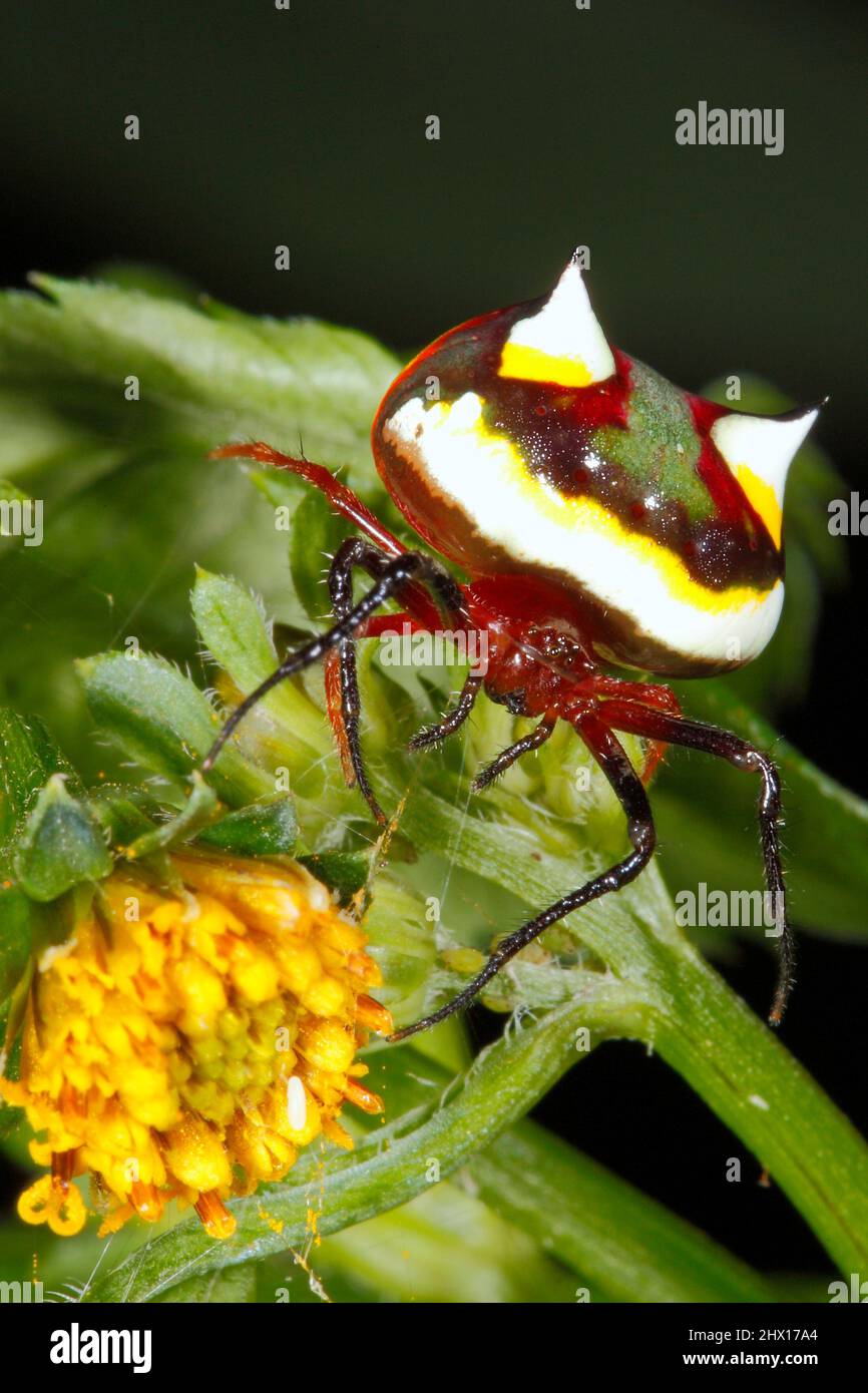 Spider a due razze, Poecilopachys australasia. Femmina. Si tratta di un ragno australiano che tesse le orbe. Coffs Harbour, New South Wales, Australia Foto Stock