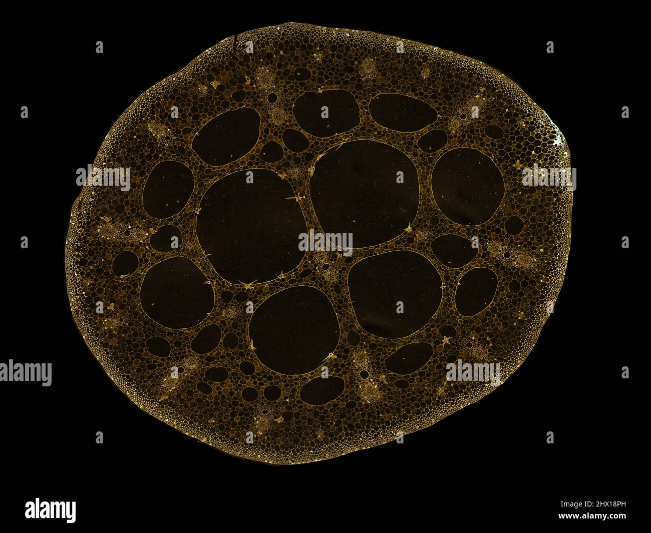 sezione trasversale tagliata fetta di stelo vegetale al microscopio – vista  microscopica delle cellule vegetali per l'educazione botanica – alta  qualità Foto stock - Alamy