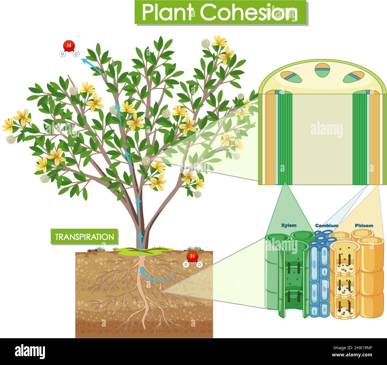 Diagramma che mostra l'illustrazione della coesione dell'impianto Illustrazione Vettoriale