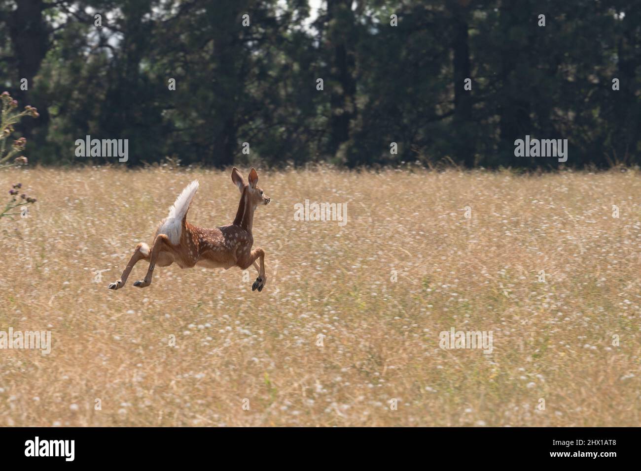 Cervo Whitetail che corre attraverso un campo nella Wallowa Valley dell'Oregon. Foto Stock