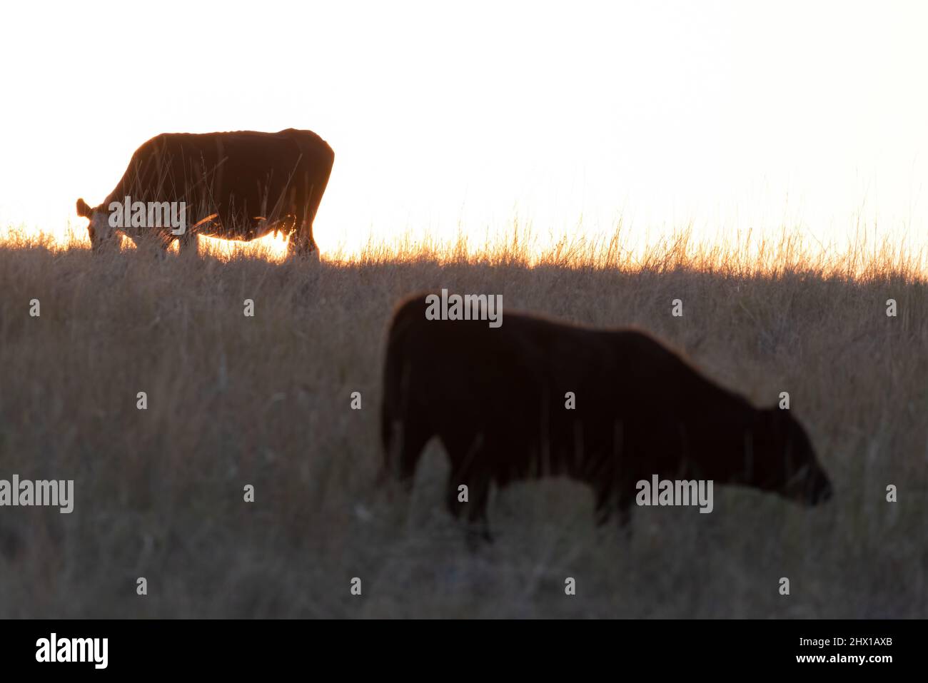 Mucca che pascolo al tramonto, Wallowa County, Oregon. Foto Stock