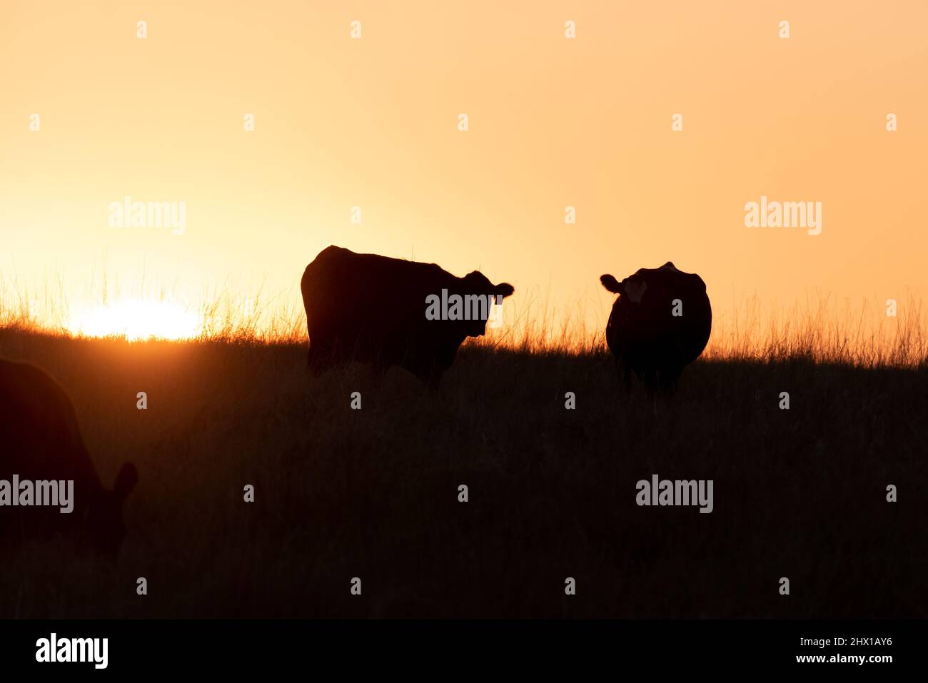 Mucca che pascolo al tramonto, Wallowa County, Oregon. Foto Stock