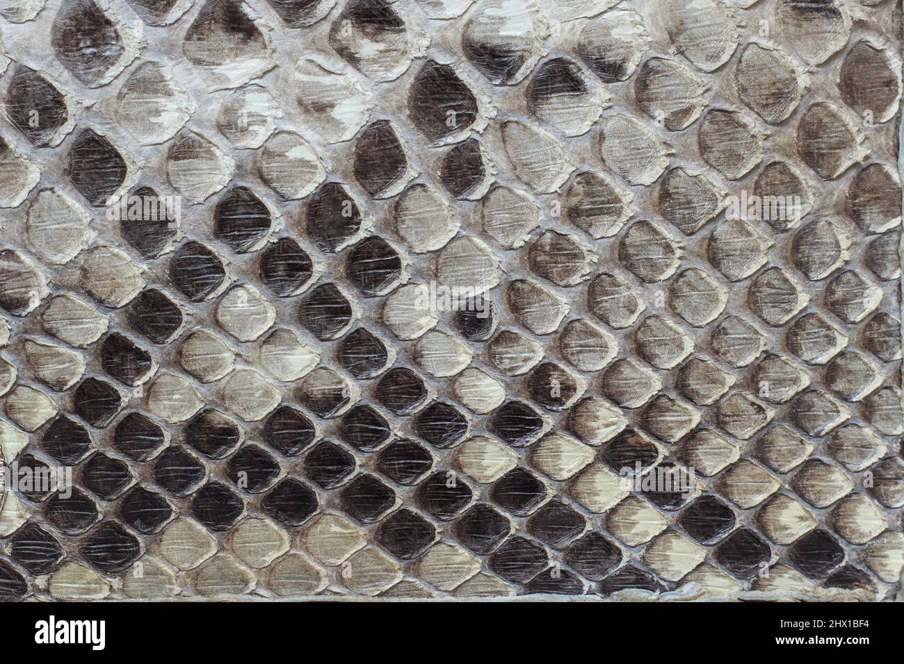 Frammento di una pelle di serpente come sfondo o texture. Closeup pelle di python scottante. Foto Stock