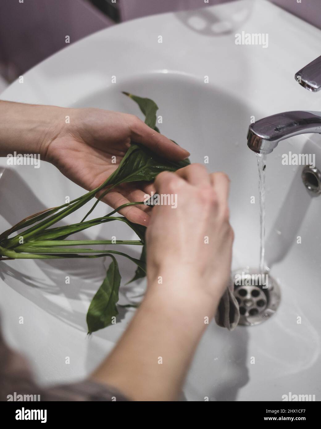 La donna sta pulendo la pianta dagli insetti sotto il rubinetto Foto Stock