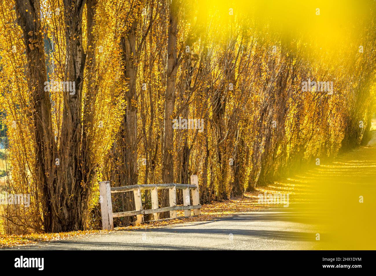 Strada di campagna fiancheggiata da file di pioppi dorati Foto Stock