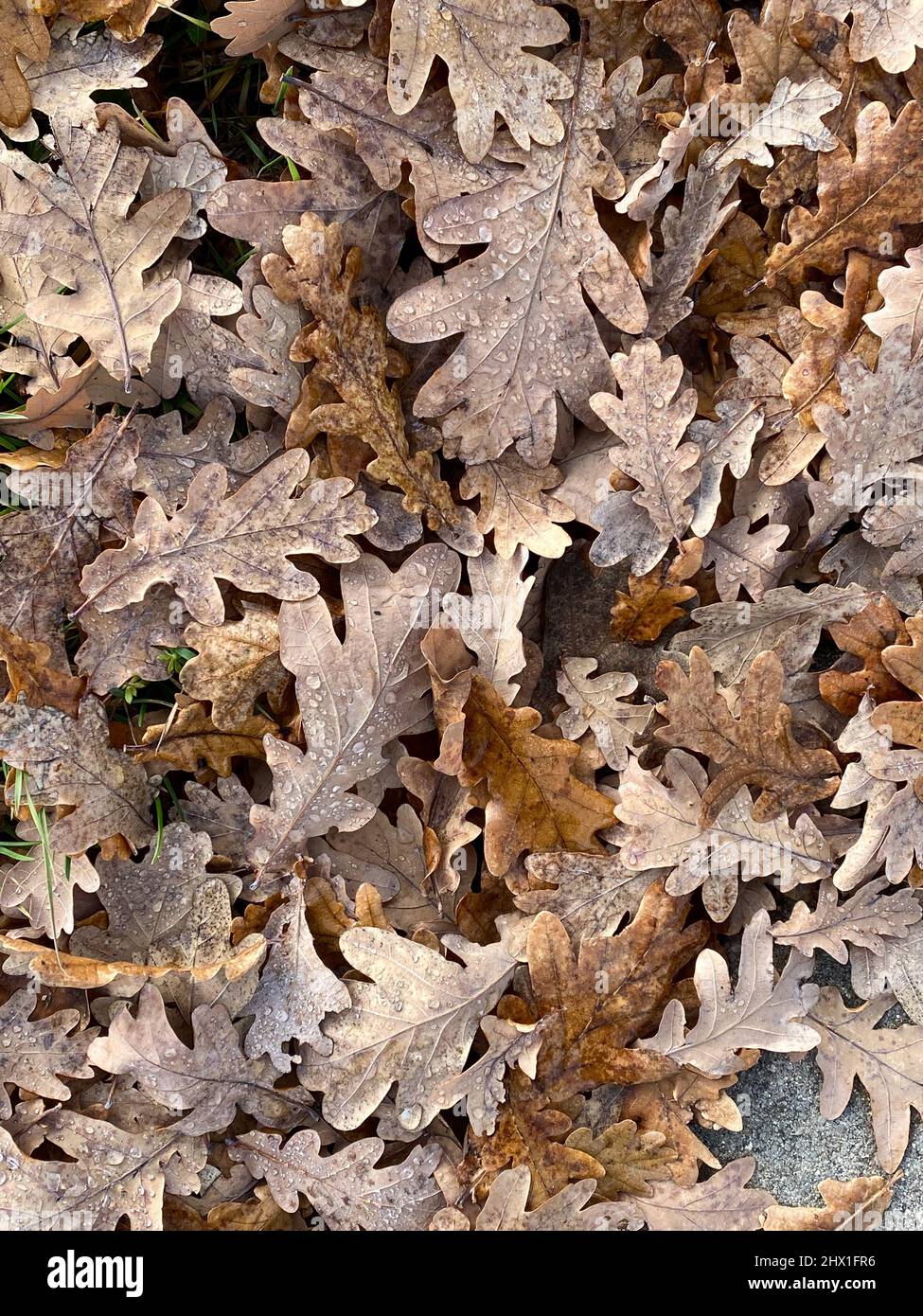 flatlay di un mucchio di foglie, sfondo invernale, primo gelo. Foto di alta qualità Foto Stock