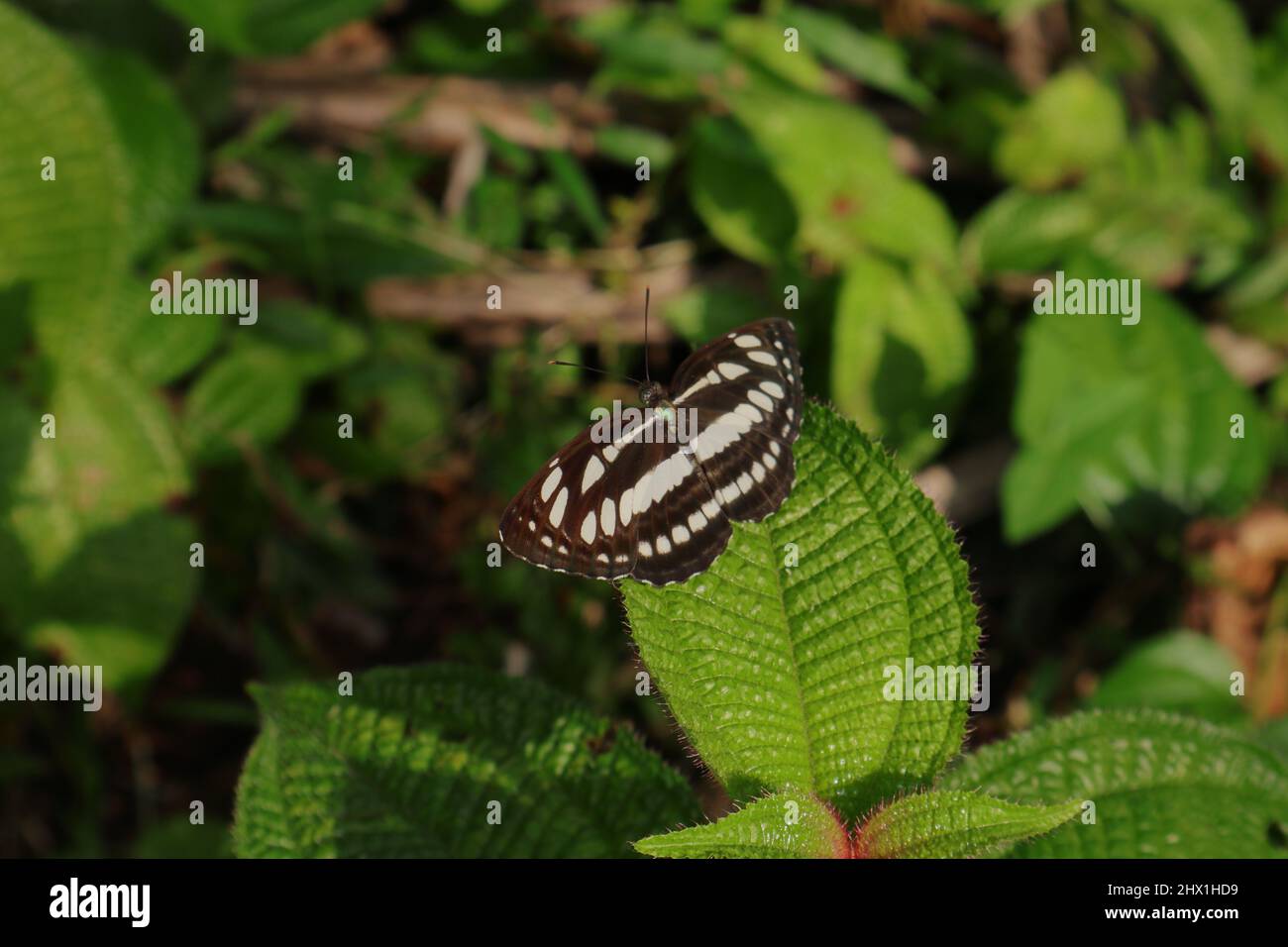 Primo piano di un'ala spalmata farfalla di chiodatrice comune sulla sommità di una pianta di miconia crenata con le foglie pelose Foto Stock