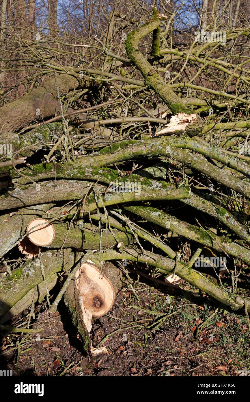Sturmschaden, abgeknickte Zweige und Baumstämme, Deutschland, Europa Foto Stock