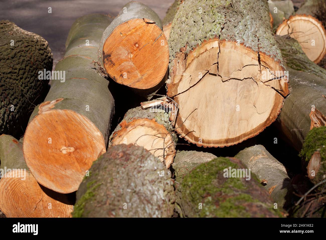 Sturmschaden, abgeknickte Zweige und Baumstämme, Deutschland, Europa Foto Stock