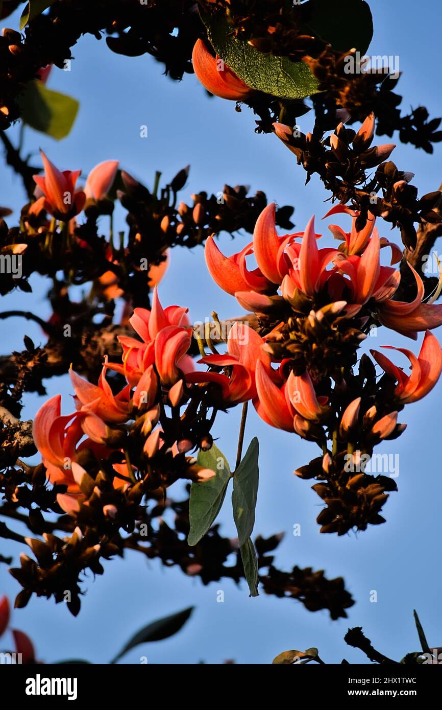 I fiori sacri dell'albero inoltre conosciuti come fiamma della foresta delle specie di Butea interamente fioriti sull'albero. Messa a fuoco selettiva utilizzata. Foto Stock