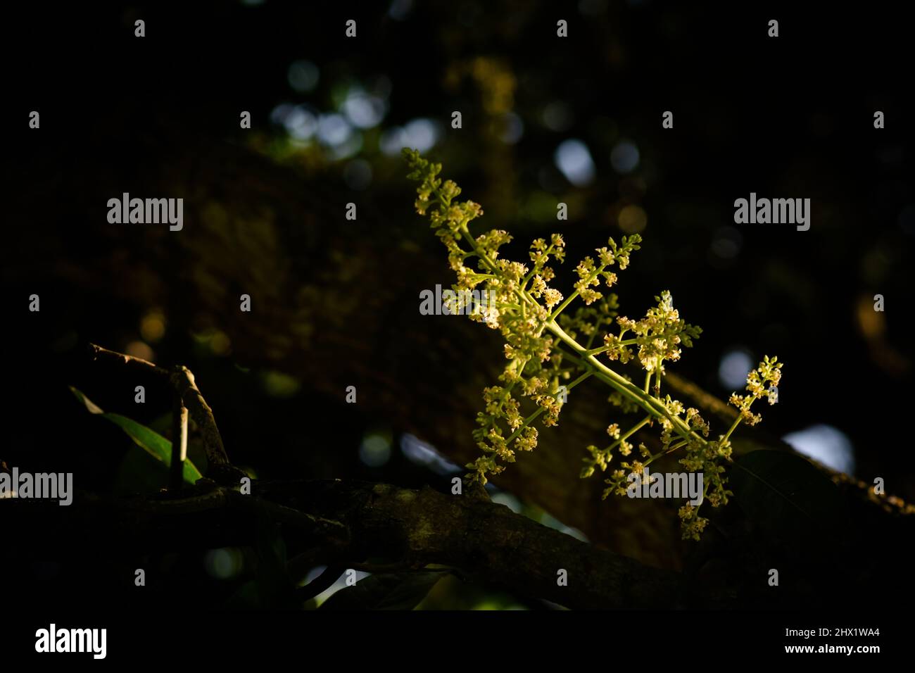Infiorescenza di frutta di Mango con luce solare su di esso e sfondo scuro con fuoco selettivo. Foto Stock