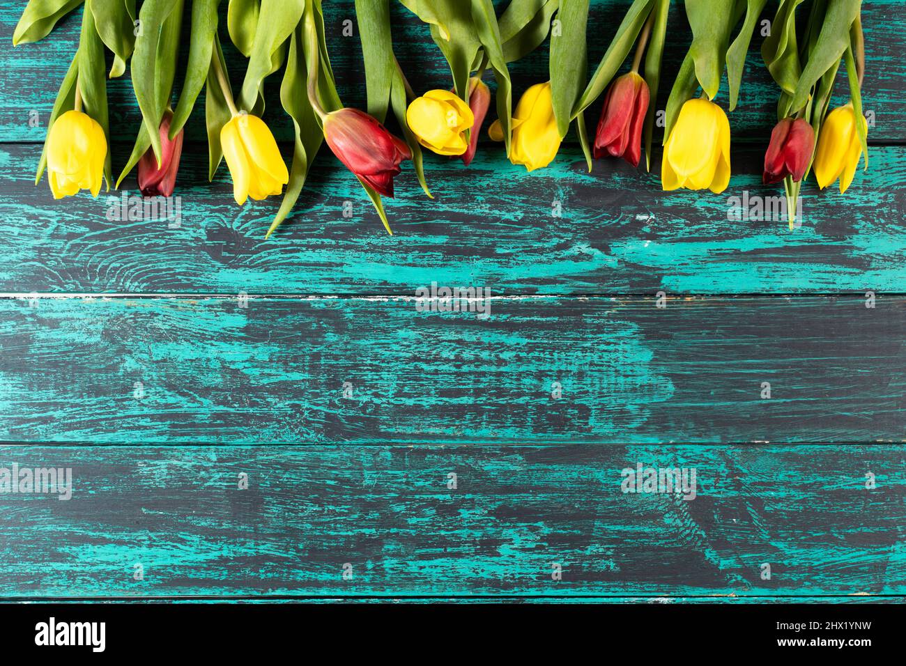 Tulipani su un asse di legno invecchiato turchese. Cartolina , modello , spazio di copia . Il concetto di primavera, vacanza, marzo. La prima primavera fiori. Foto Stock