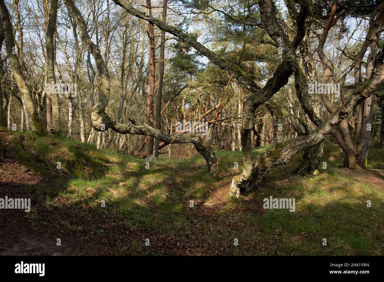 Pinete e foresta di betulla nella riserva naturale Angelholms Strandkog proprio lungo la costa di Kattegat a Skåne Län, nel sud della Svezia. Foto Stock