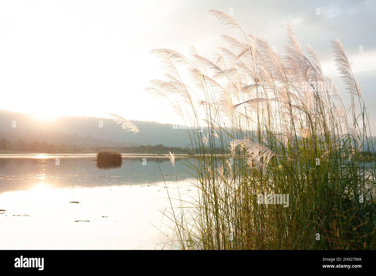 Fiori di canna o di canna in fiore presso un lago, montagne, e il tramonto del sole sullo sfondo. Foto Stock