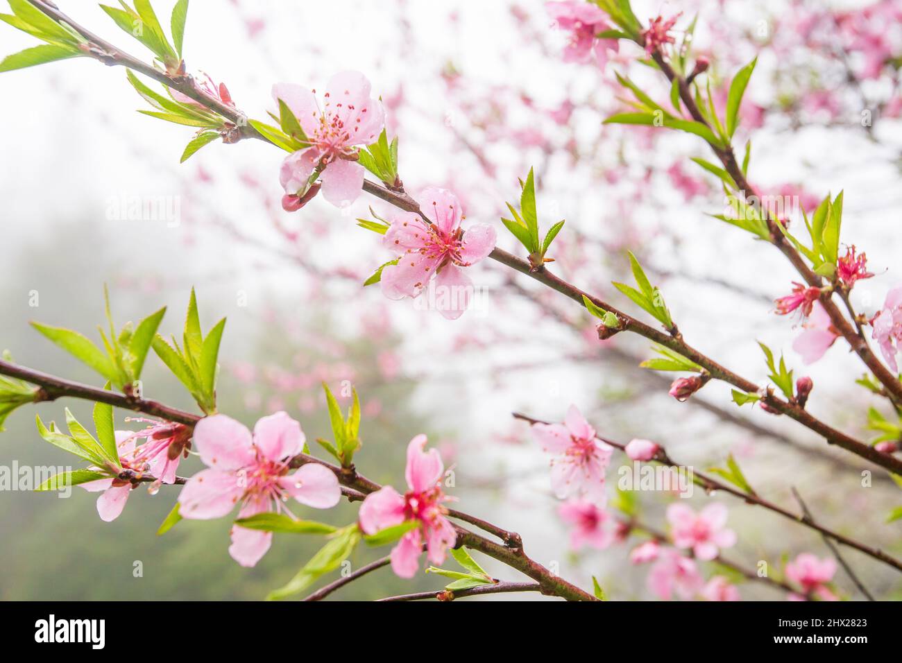 Fioritura dei ciliegi di Peach in una mattinata d'inverno. Fiore rosa in piena fioritura. SA Pa, Vietnam. Luce solare soffusa. Primo piano. Foto Stock