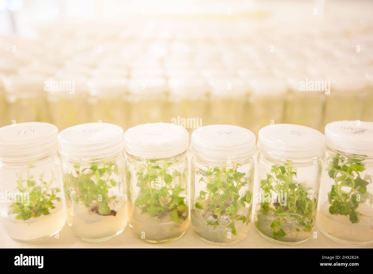 Coltura di tessuti vegetali, una piccola pianta in provette. Asparagi ed altre piante tropicali in un laboratorio. Foto Stock