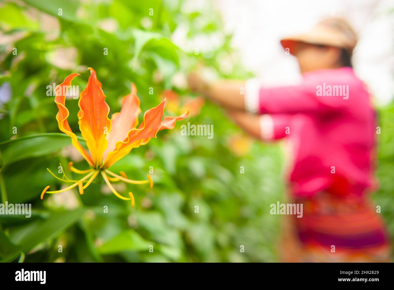 Una donna contadina che raccoglie fiori di Giglio d’Arrampicata o il cappello di Turco fioriscono in una serra giardino. Fuoco sui fiori. Foto Stock