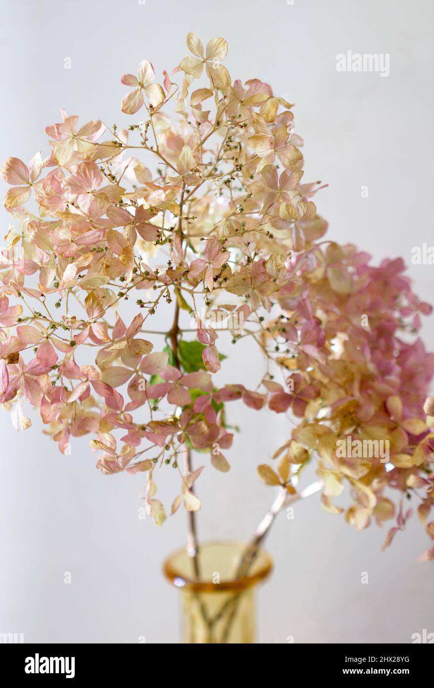 Fiori secchi di un hydrangea panicle in un vaso di vetro, Baviera, Germania, Europa Foto Stock