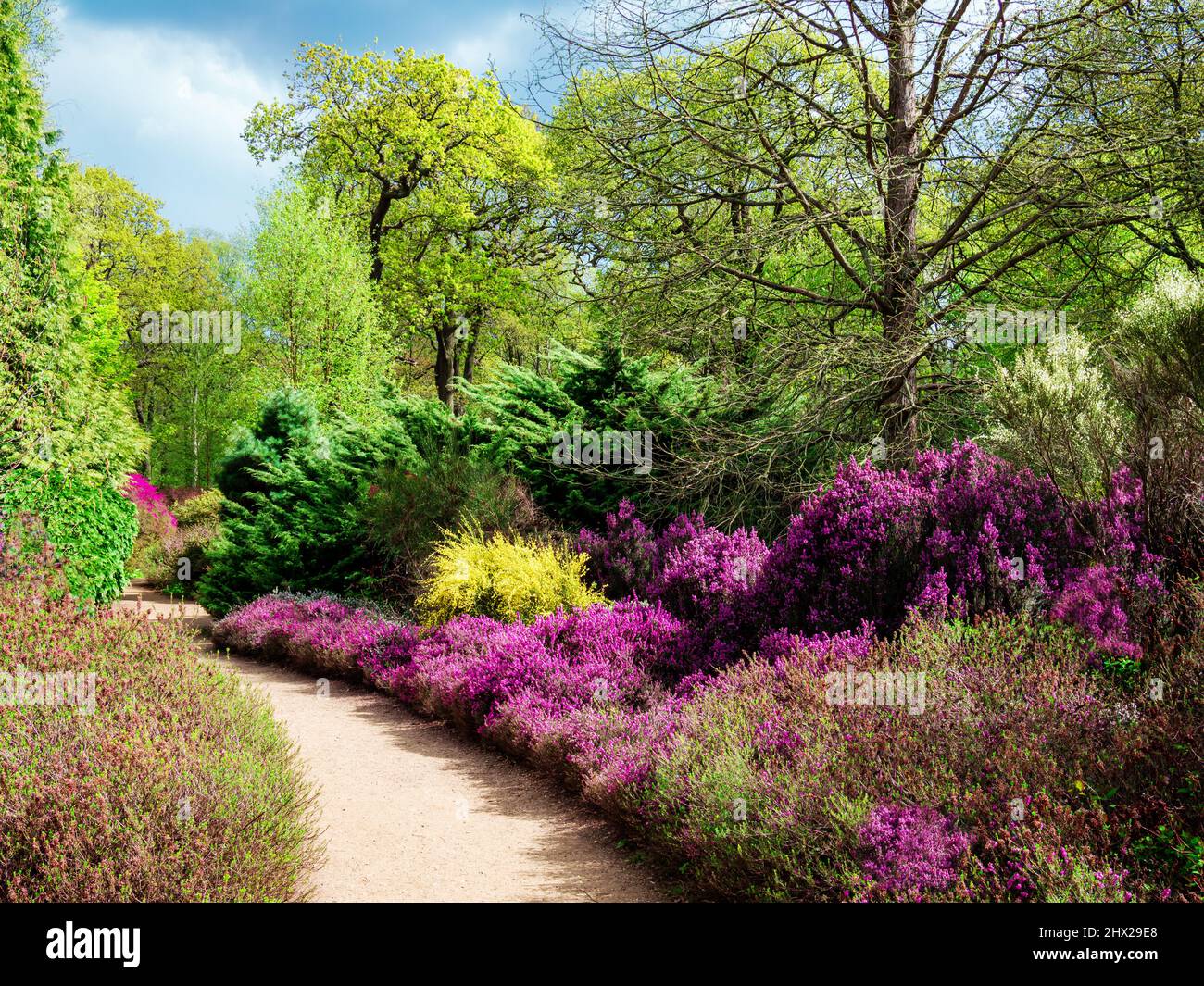 Bellissimi fiori in fiore nel giardino di Isabella Plantation a Richmond Park a Londra, Inghilterra Foto Stock