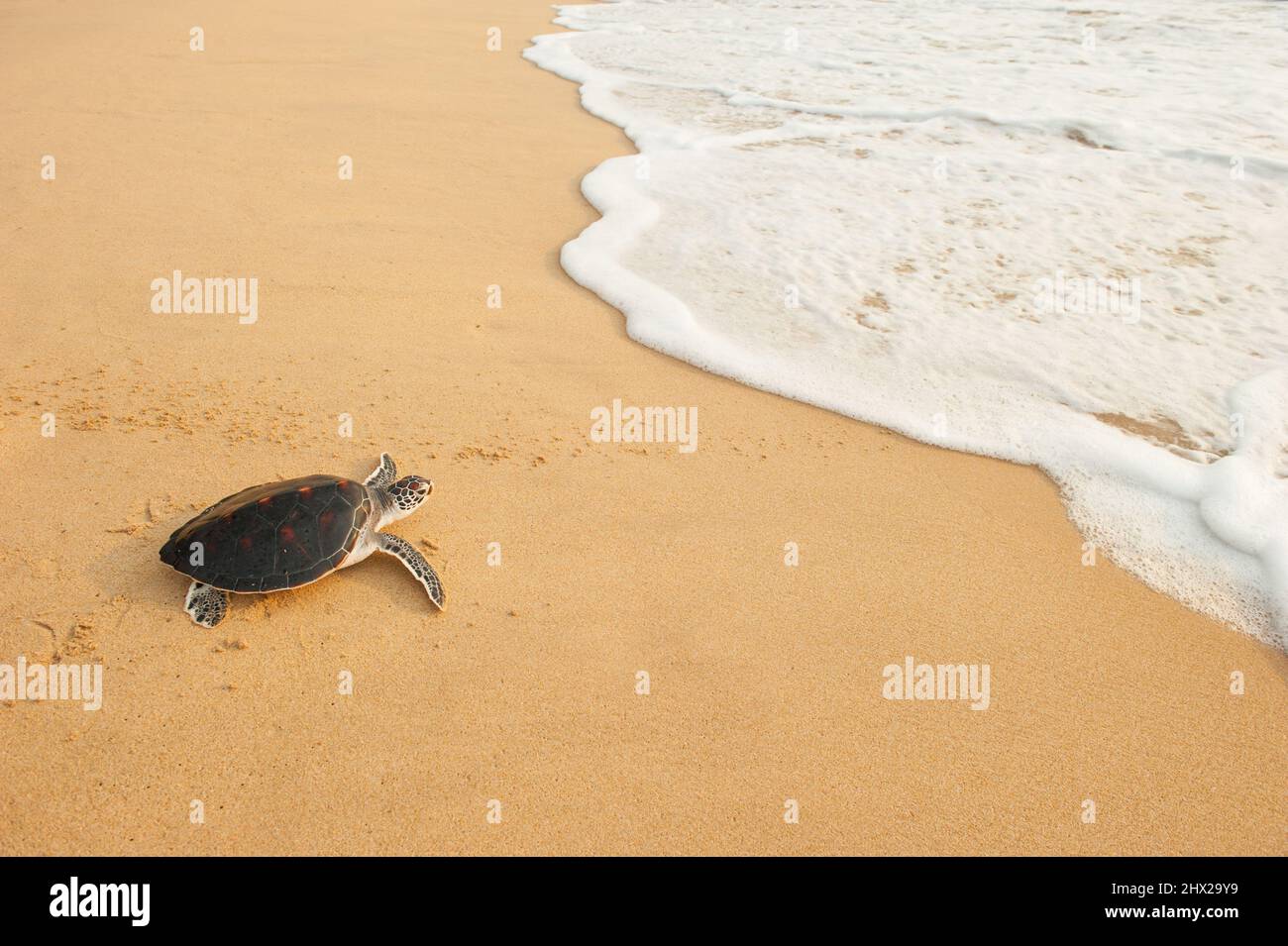 Tartaruga verde del bambino che va all'oceano per la prima volta. Sud, Tailandia. Foto Stock