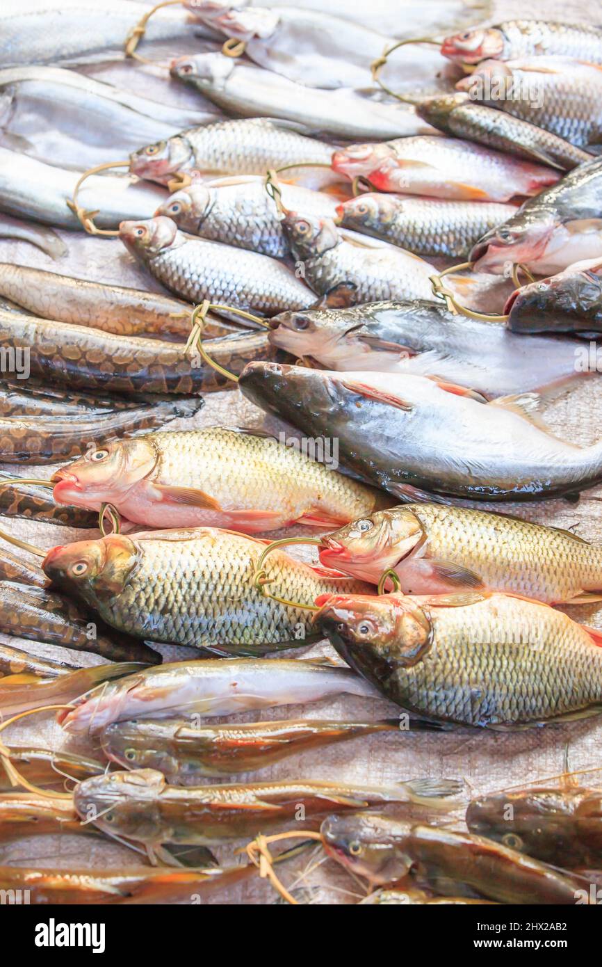Un sacco di pesci d'acqua dolce nel mercato umido di Pakse dal fiume Mekong. Champasak, Laos. Foto Stock