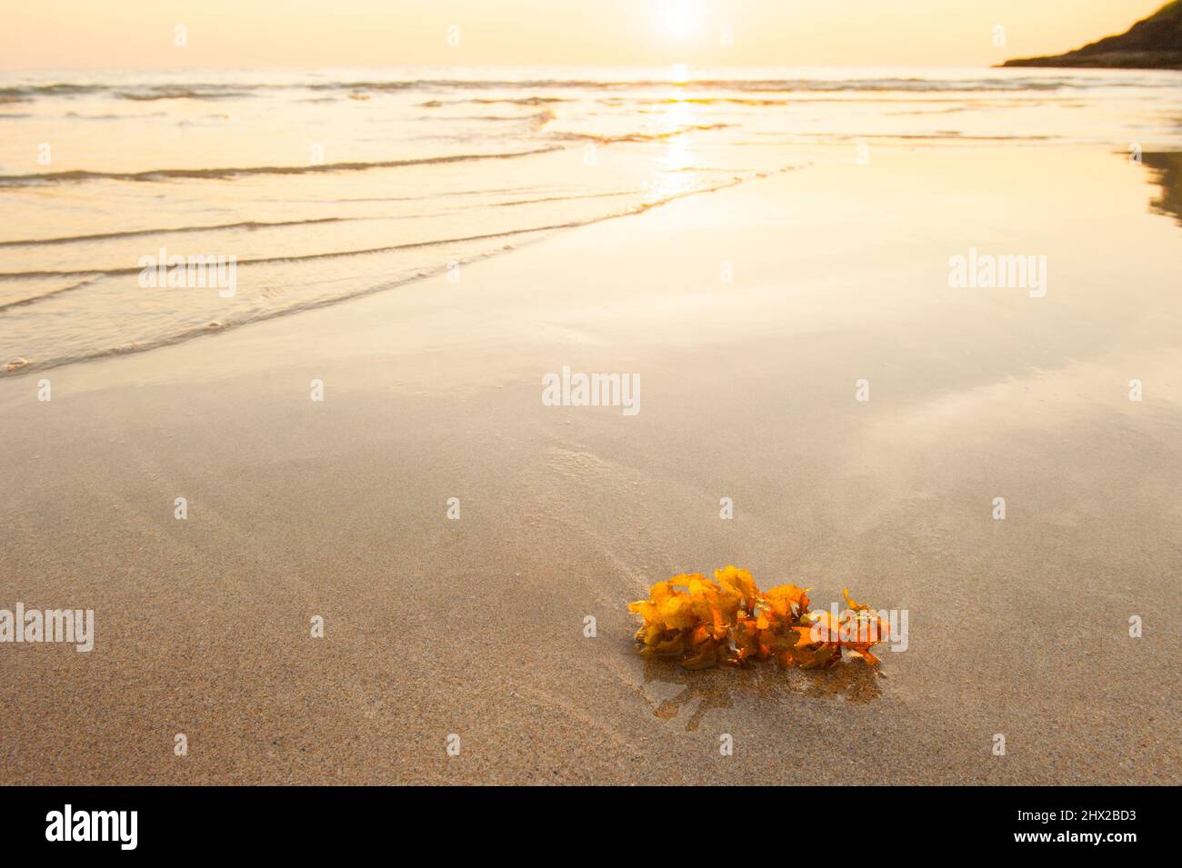 Alghe marine sulla spiaggia al tramonto, spiaggia tropicale in estate. Isola di Lanta, Tailandia. Foto Stock
