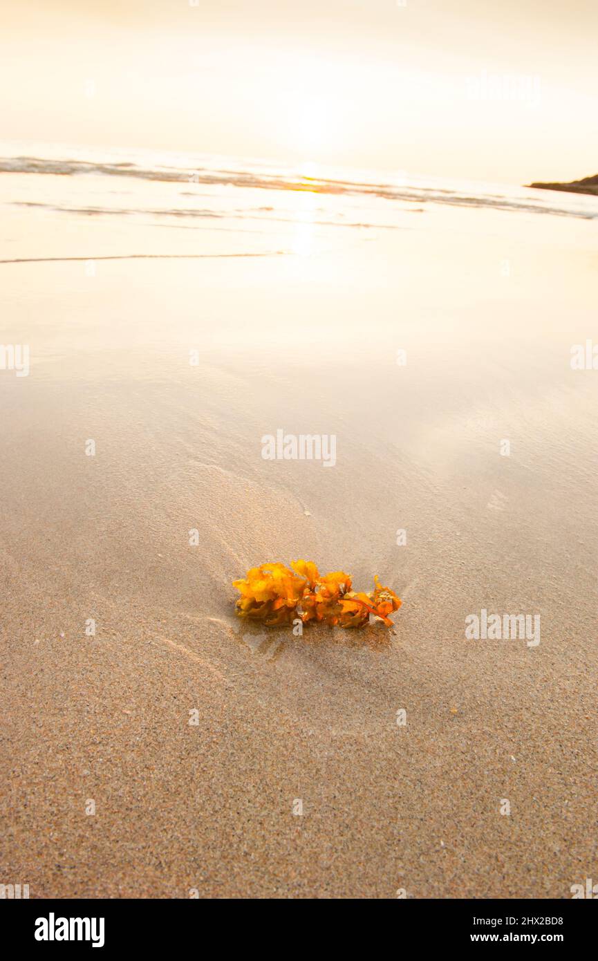 Alghe marine sulla spiaggia al tramonto, spiaggia tropicale in estate. Isola di Lanta, Tailandia. Foto Stock