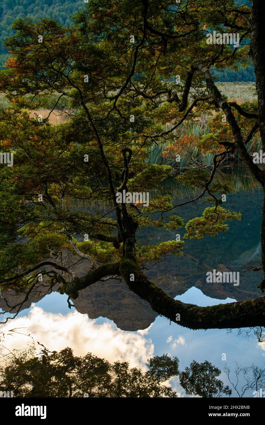Specchi Laghi Nuova Zelanda, Earl Mountains riflessione in acqua, dettaglio albero, Fiordland National Park Foto Stock