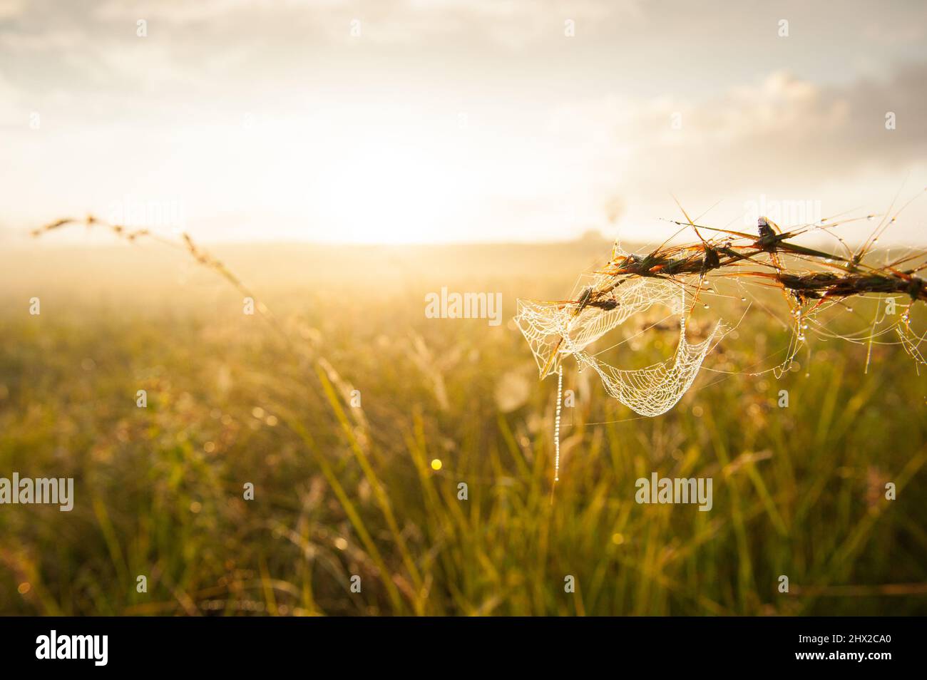 Cobweb con la rugiada mattina glisting appeso in erba in un campo in una mattinata estiva. Foto Stock