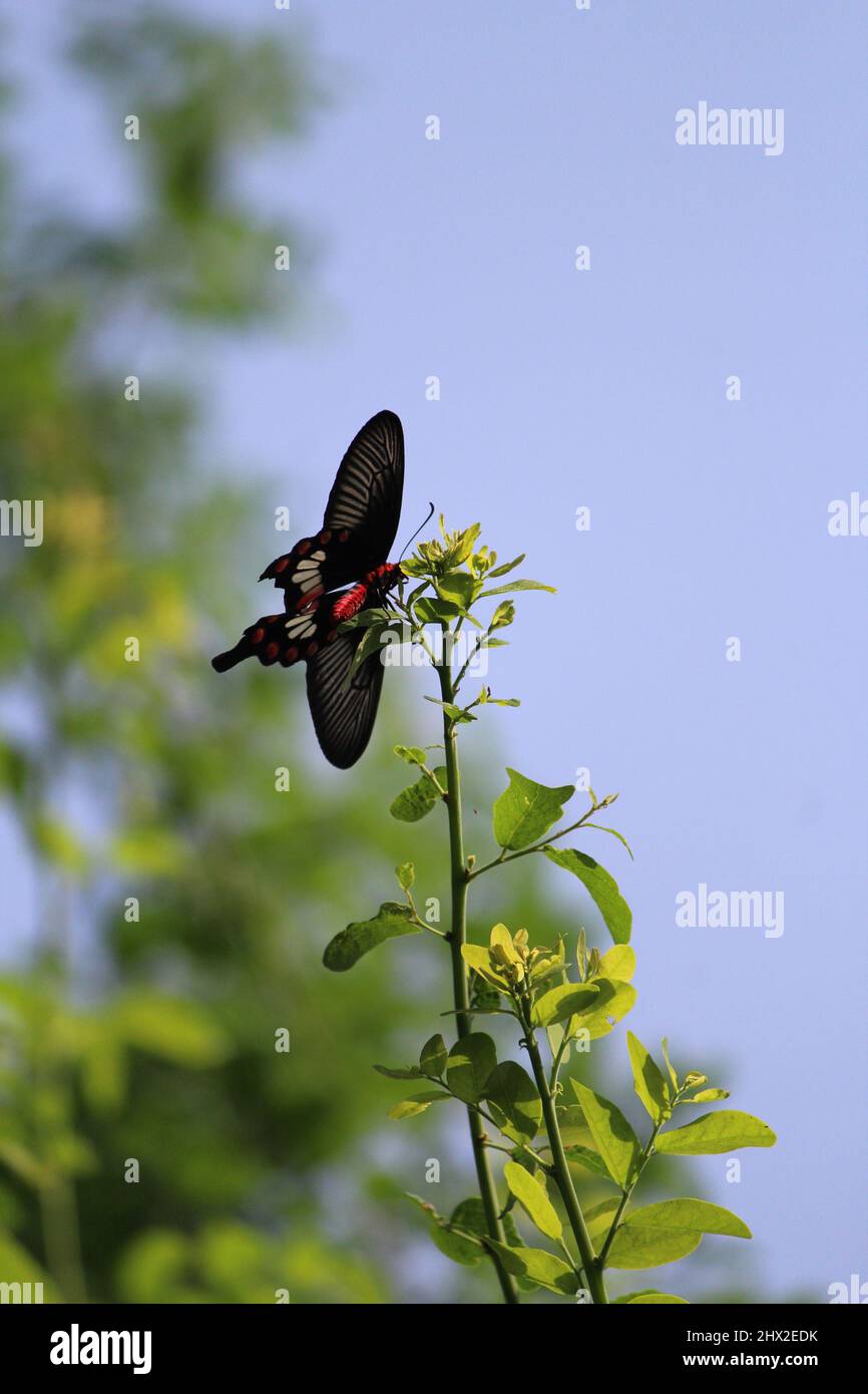 Una farfalla nera arroccata su alcune viti nel cielo Foto Stock