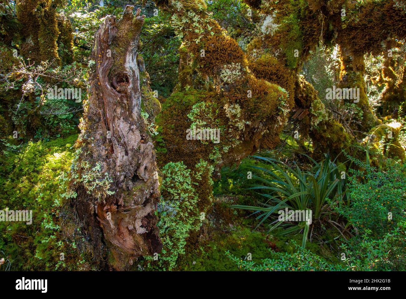 Nuova Zelanda vegetazione alpina nativa di foresta pluviale e paludi, Key Summit Fiordland National Park Foto Stock