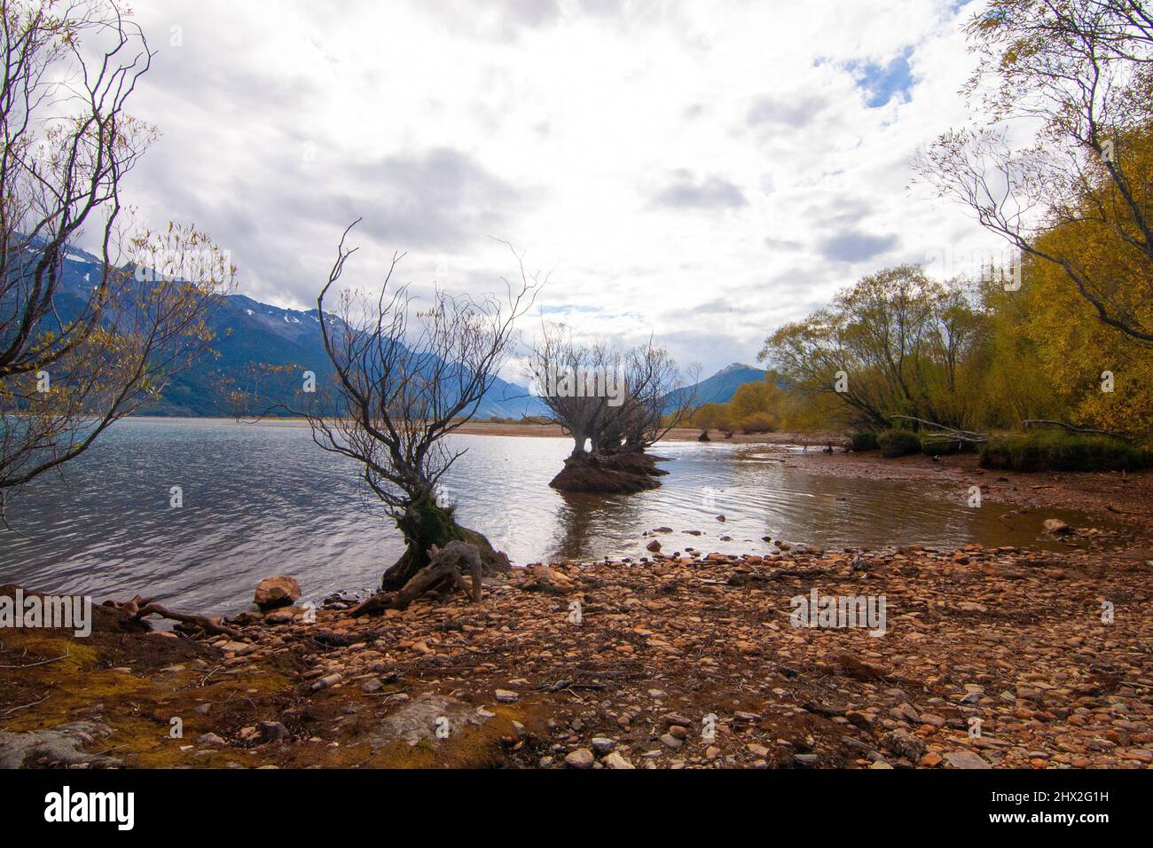 Willow alberi che crescono nei colori autunnali del Lago Wakatipu, Glenorchy Nuova Zelanda, Isola del Sud Foto Stock